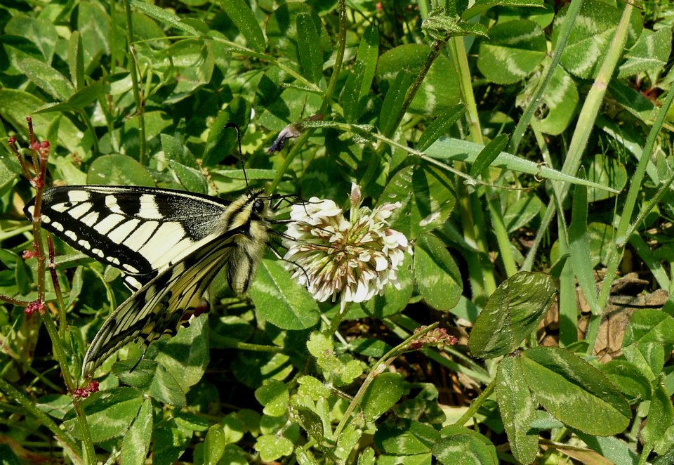 Papilio machaon Gagnère Marie-Paule Fouras 17 21042009