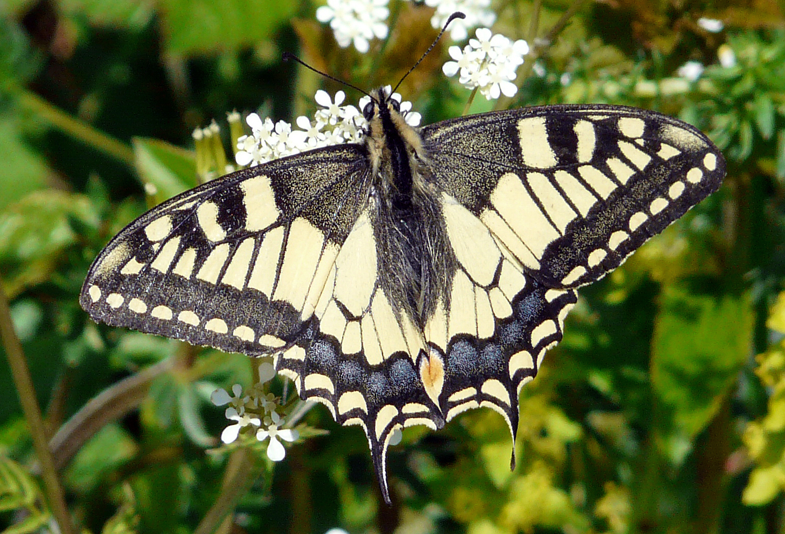 Papilio machaon Guyonnet Antoine Moulismes 86 06052019