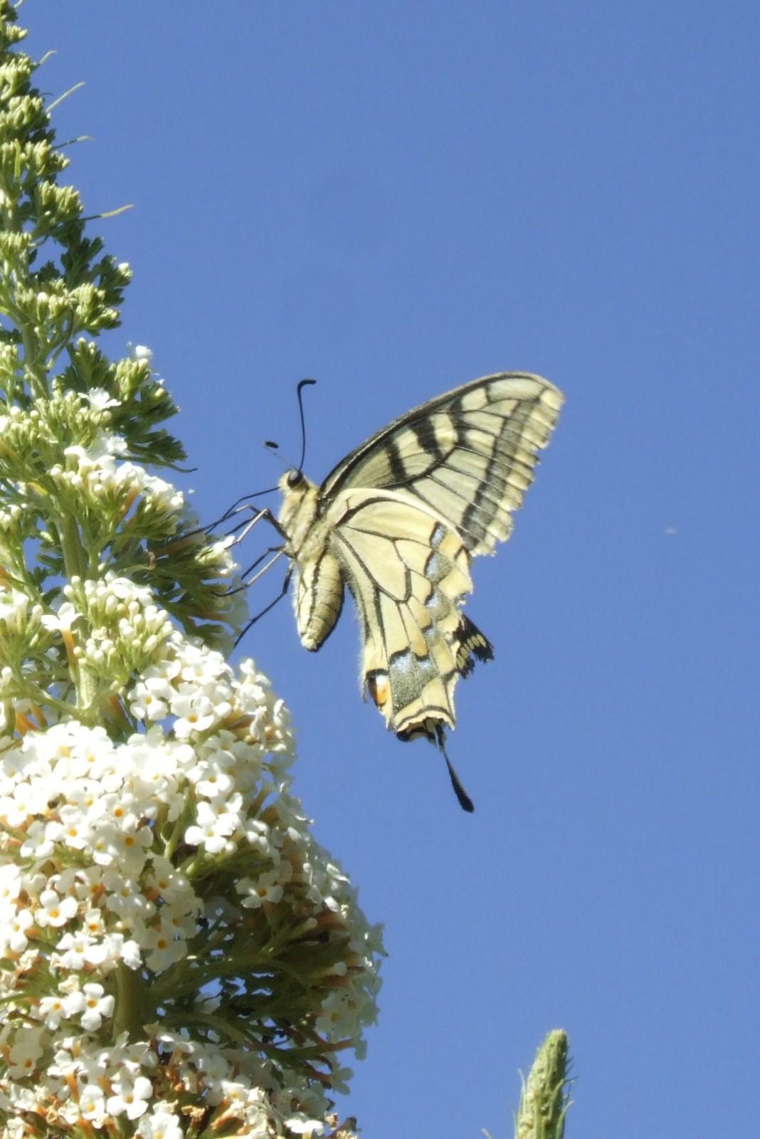 Papilio machaon Miteu Martine Genneton 79 18072010