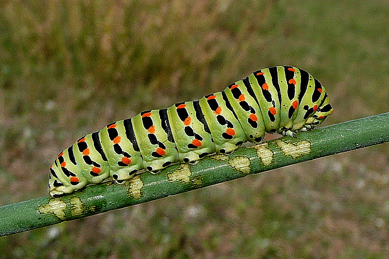 Papilio machaon Le Mao Patrick dune au SE Garde-Guérin Saint-Briac (35) 21092009