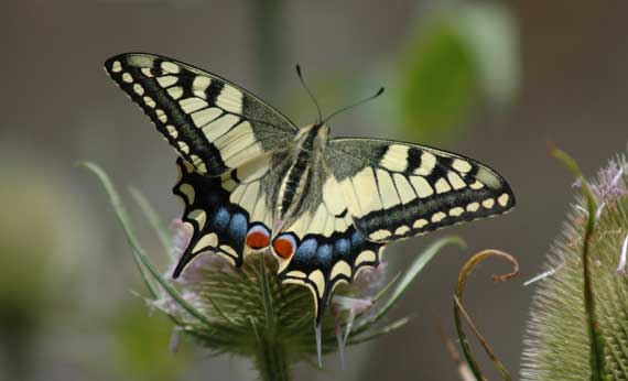 Papilio machaon Zunino Fabien Port de Salles Le Vigeant 86 08072006