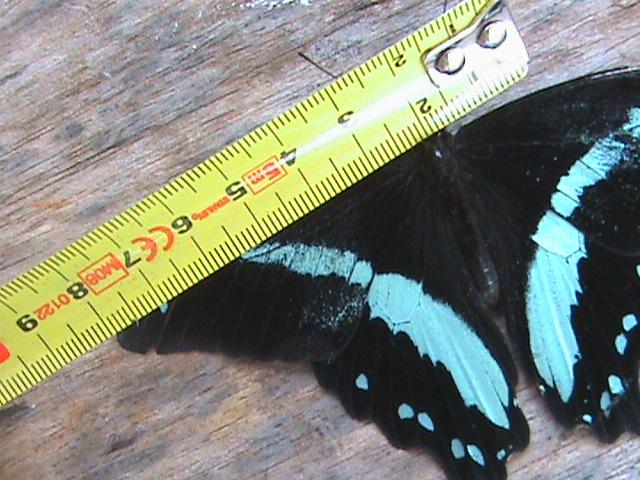 Papilio nireus Linnaeus  1758  Constanza Michelle Yokadouma Cameroun 28042011