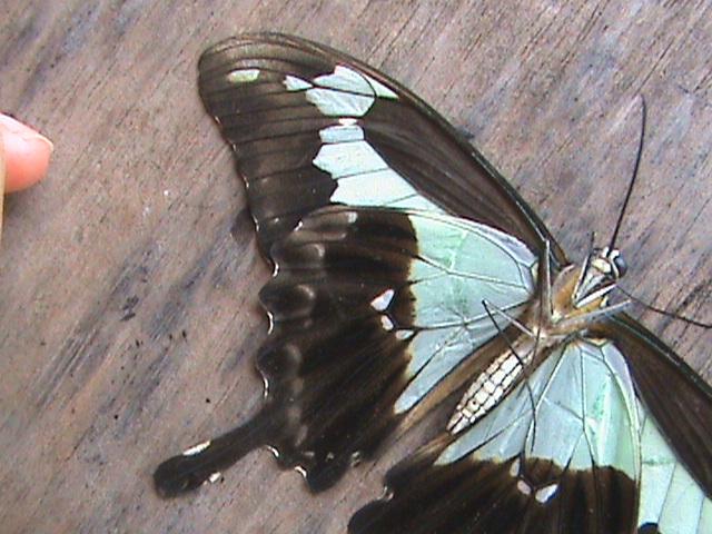 Papilio phorcas phorcas Cramer 1777 Constanza Michelle Yokadouma Cameroun 12052011