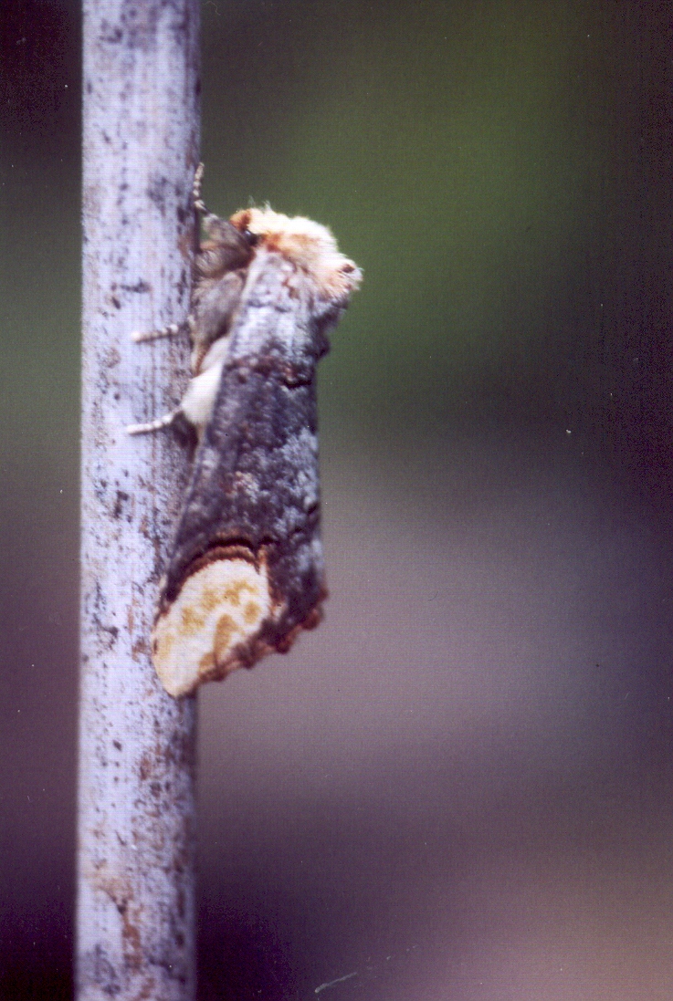 Phalera bucephala Guyonnet Antoine Ile de Ré 17