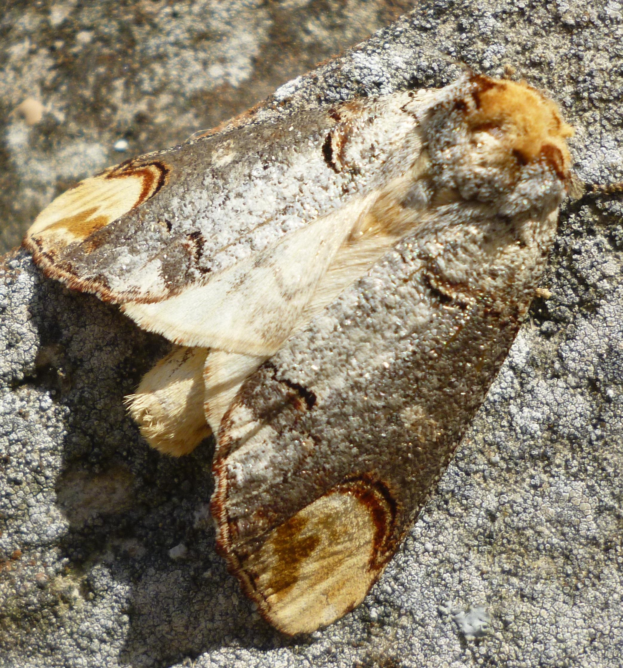 Phalera bucephala Charles Geneviève Saint-Pierre de l’Isle 17 12082012