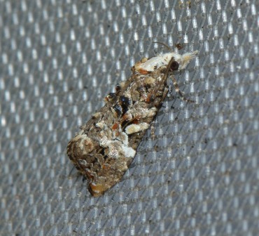 Phtheochroa rugosana West Hazel Saint-Sorlin de Conac 17 24052018