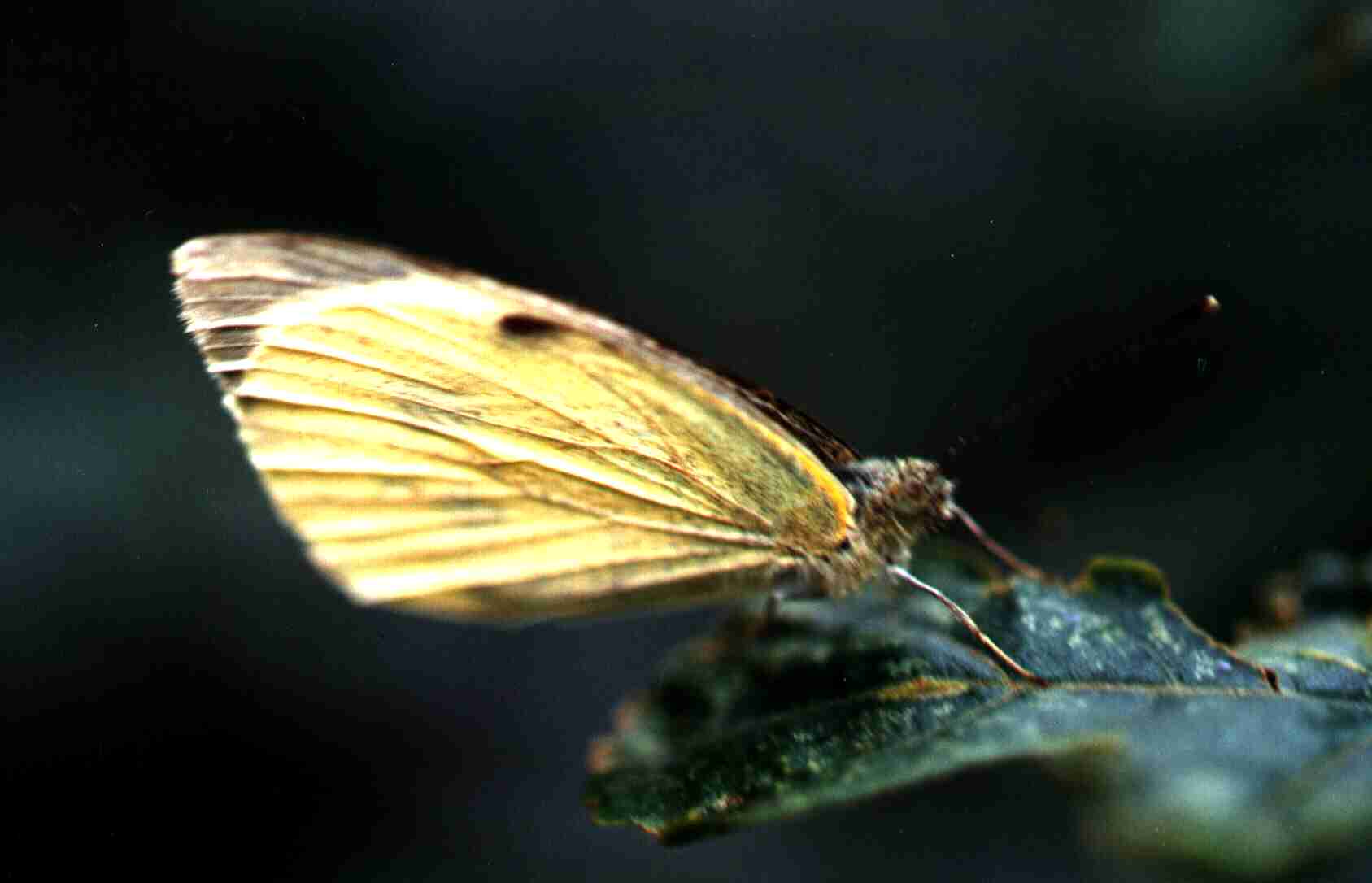 Papillon Pieris brassicae Niort 79 Guyonnet Antoine