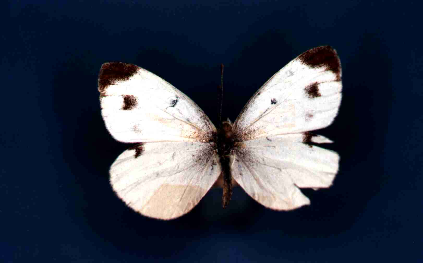 Papillon Pieris mannii Collection Levesque Robert