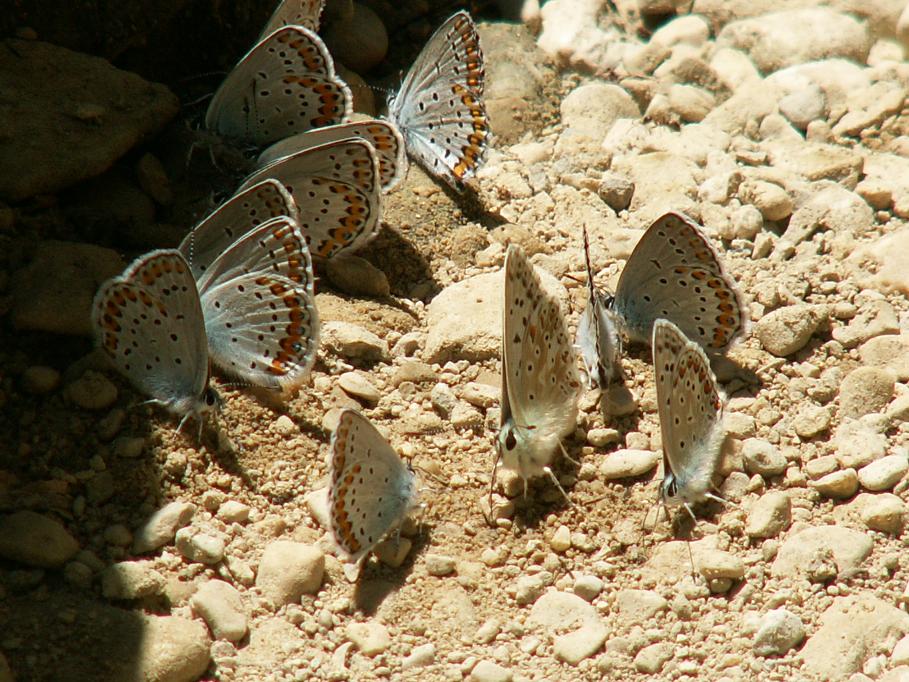 Plebejus argus et Polyommatus coridon Barthelat Eymeric gorge d’Omblèze Drome 26 28062009 