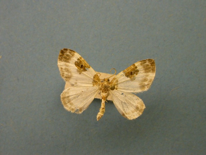 Plemyria rubiginata Collection Levesque Robert