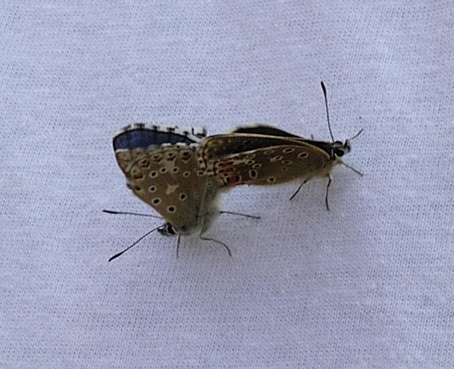 Polyommatus bellargus Olivier Elie Montmoreau-Saint-Cybard 16 14052011