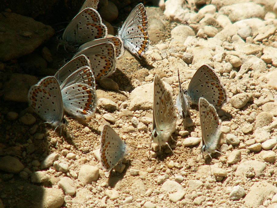 Polyommatus coridon et Plebejus argus Barthelat Eymeric gorge d’Omblèze Drome 26 28062009 