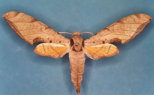 Protambulyx strigilis Levesque Robert - Piste Risquetout (973) - 10/1999
