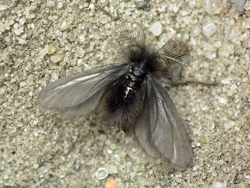 Ptilocephala plumifera (Ochsenheimer, 1810) - Wikipedia