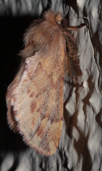 Ptilophora plumigera Odeide René Smarves 86 20112012