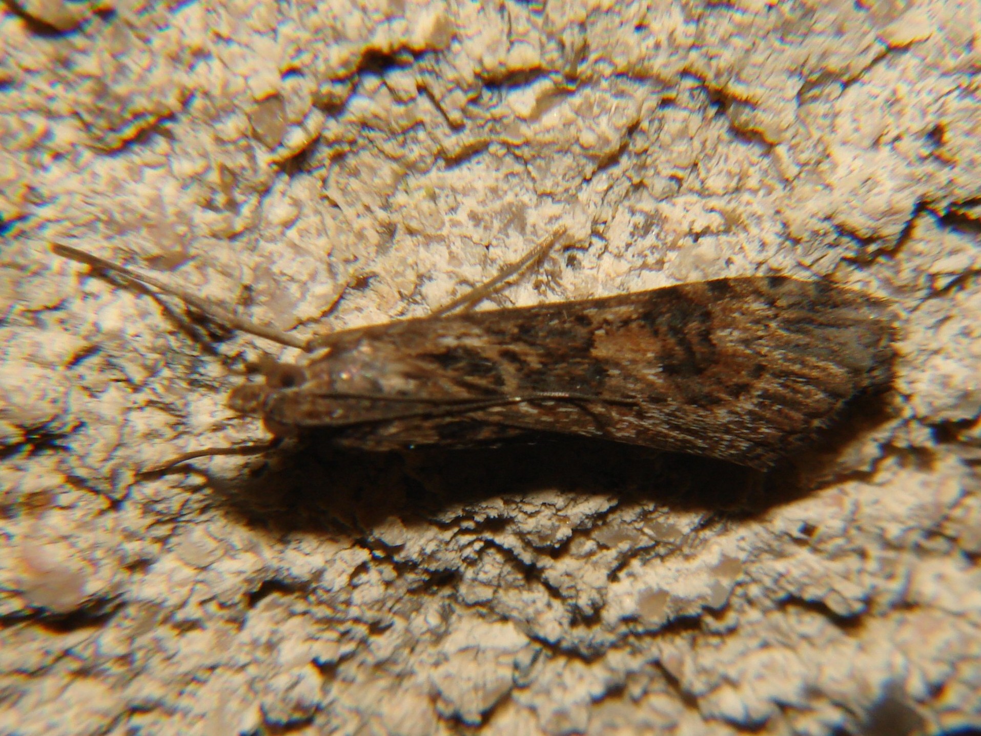 Nomophila noctuella Rencontres Papillons de Poitou-Charentes Brenne 36 28082010