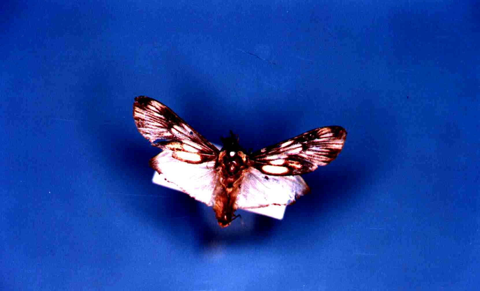 Robinsonia boliviana Levesque Robert - Piste Riquetout - 09/1999 