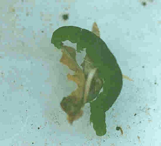 Scoliopteryx libatrix Guyonnet Antoine Niort 79
