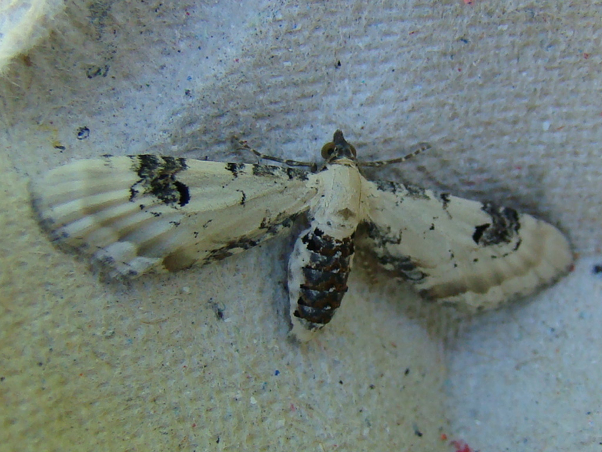 Eupithecia centaureata Seys Brigitte Carvin 62 24052010
