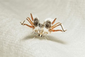 Lygodium Spider Moth.jpg
