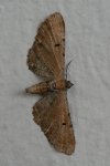 Eupithecia absinthiata Le Mao Patrick Trégueux (22) 18082009 {JPEG}
