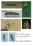 Pieris brassicae Lavergne Michèle Aix en Provence 13 29052010 {JPEG}