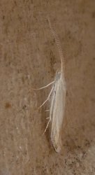 Coleophora sp Champion&Terrisse Romegoux 17 29062016 {JPEG}