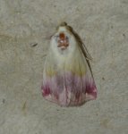 Eublemma purpurina West Hazel et Ron Saint-Sorlin de Conac 17 18072015 {JPEG}