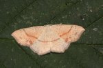 Cyclophora punctaria Roques Olivier Bords 17 06072015 {JPEG}
