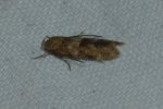 Mompha epilobiella West Hazel Saint-Dizant du Gua 17 22082016 {JPEG}