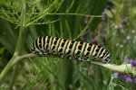 Papilio machaon Baroux Ludovic Ardres 62 10072007 Aneth {JPEG}