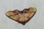 Plagodis dolabraria Rencontres Papillons de Poitou-Charentes Nalliers 86 23042011 {JPEG}
