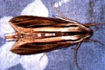 Phrysius caicus Guyonnet Antoine - Piste Risquetout (973) - 10/1999 {JPEG}