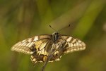 Papilio machaon Roth Christian Saint-Urbain 52 06092009 {JPEG}