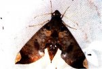 Pachylia ficus Guyonnet Antoine - Piste Risquetout (973) - 10/1999 {JPEG}