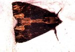 Dypterygia scabriuscula 79 28061990 {JPEG}