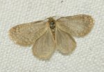 Bijugis bombycella Psychidae sp ailes ouvertes Laluque Olivier Saint-Sornin 17 08062016 {JPEG}