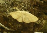 Cyclophora linearia Commentry 03 29042010 {JPEG}