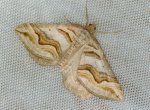 Scotopteryx peribolata Guyonnet Antoine Forêt de La Coubre 17 {JPEG}