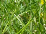 Callophrys rubi claudine despland - Hotonne (01) 13-5-2012 {JPEG}