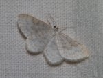 Asthena albulata Rencontres Papillons de Poitou-Charentes Nalliers 86 23042011 {JPEG}