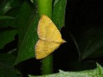 Nymphalidae Camptogramma bilinaeta Brams Jean-Marie Floreffe (Franière) Belgique 11062008 {JPEG}