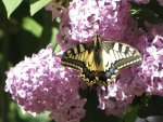 Papilio machaon Miteu Martine Saint-Laon 86 22042011 {JPEG}