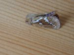 Papillon Triodia sylvina 03 JF 25052006 {JPEG}