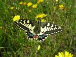 Papilio machaon Mulot Patrick Puget sur Argens 83 14042009 {JPEG}