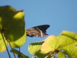 Papilio phorbanta Goeleven Daniel Forêt du Dioré 974 112010 {JPEG}