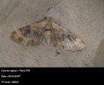 Eupithecia pulchellata Guyonnet Antoine Niort 79 05101997 {JPEG}