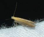 Monochroa cytisella West Hazel La Clotte 17 25072016 1a {JPEG}