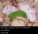 Polyommatus icarus Guyonnet Antoine Moricq 85 02082003 {JPEG}