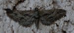  Eupithecia oxycedrata Blanc Josselyne Savas 07 19042010 {JPEG}